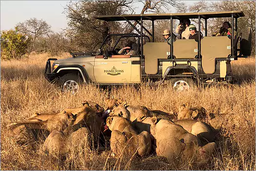 Game drives at Hamiltons Tented Camp