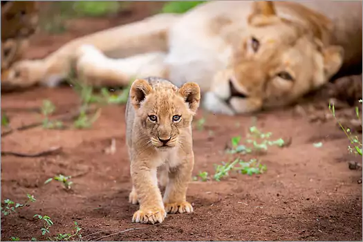 Tunda Tula Tented Camp