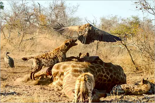 Bateleur Safari Camp wildlife