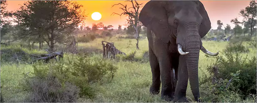 Kruger Park - the Legendary Big Five