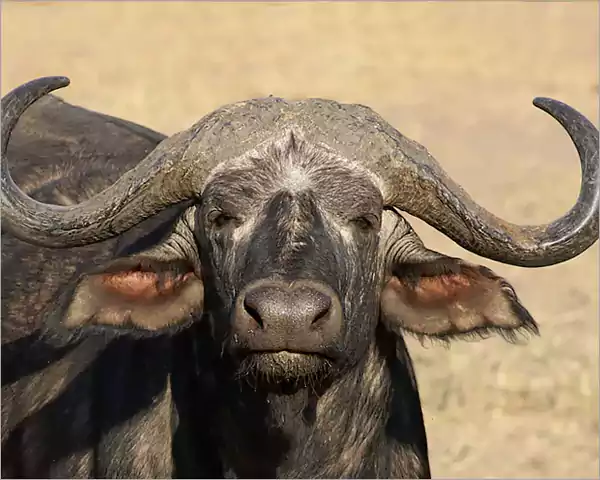 The Cape Buffalo - Kruger Park Big 5