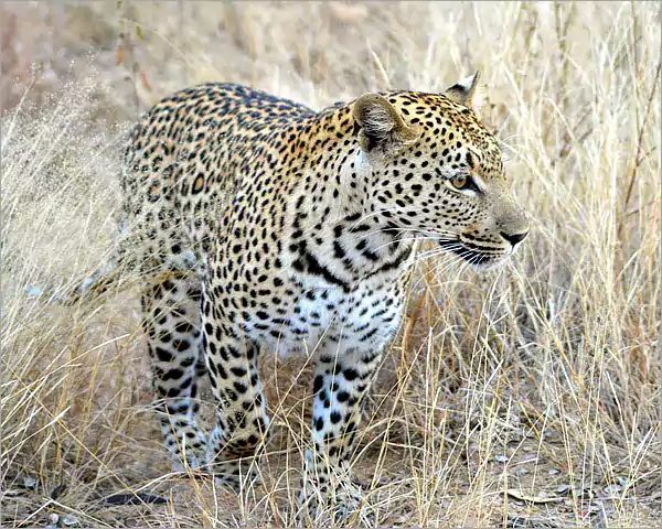 The leopard - Kruger Park Big 5