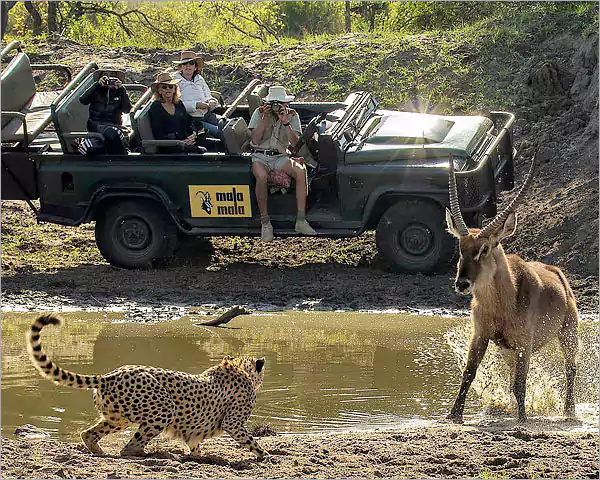 Luxuria Traveller MalaMala Rattray's Camp