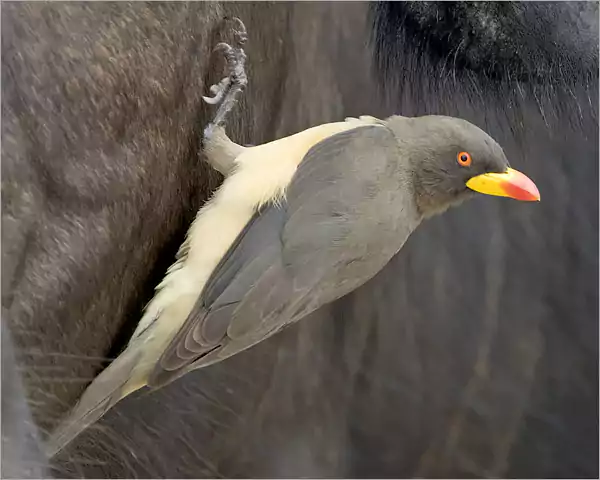 Yellow-billed Oxpecker - Rare Birds, Kruger Park