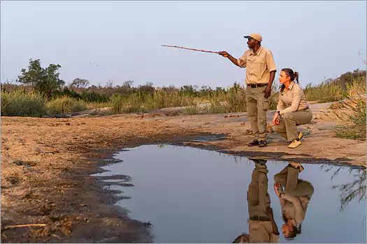 Guided SAfari walks that bring nature closer to you