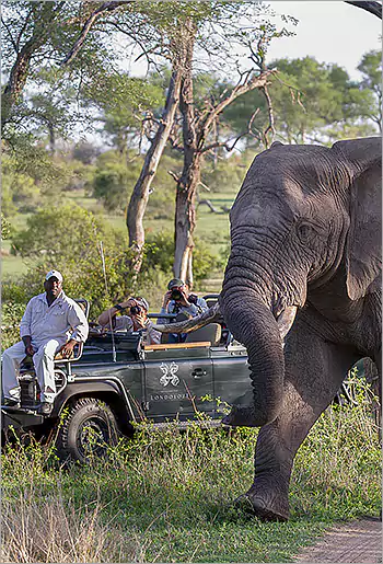 Londolozi big 5 game viewing at its best
