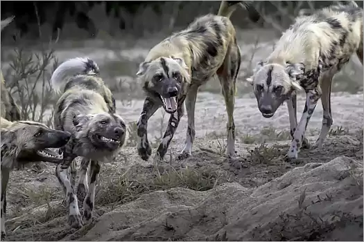 Cape Hunting dogs at MalaMala Rattray's Camp