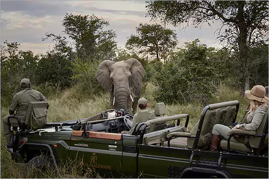 Royal Malawane, Enjoy close encounters with wildlife as our rangers guide you there by the best qualified guiding team in Africa